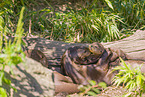 giant otter