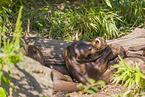 giant otter