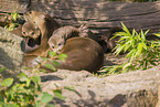 giant otter