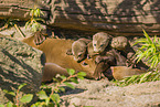 giant otter