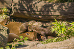 giant otter