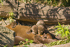 giant otter