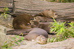 giant otter