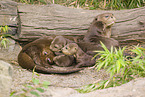 giant otter