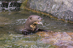 giant otter