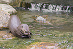 giant otter