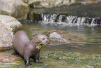 giant otter