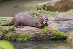 giant otter