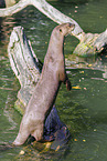 giant otter