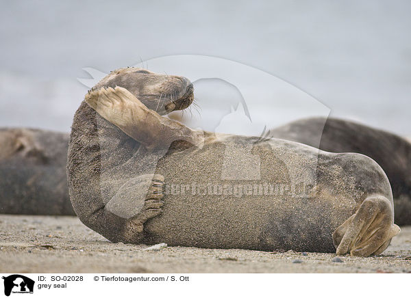 Kegelrobbe / grey seal / SO-02028