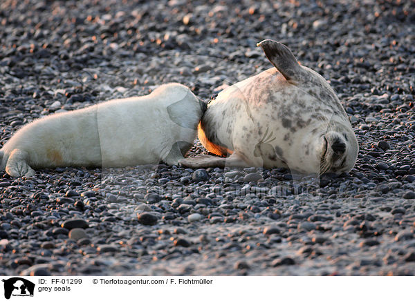 Kegelrobben / grey seals / FF-01299