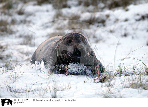 Kegelrobbe / grey seal / FF-01320