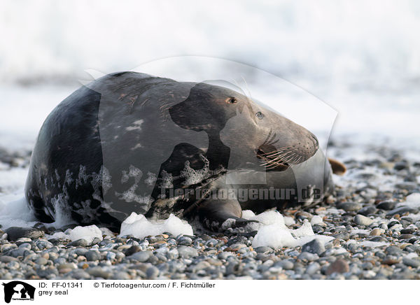 Kegelrobbe / grey seal / FF-01341