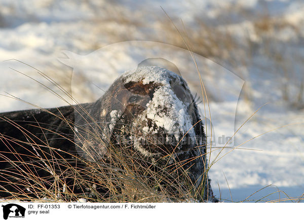 Kegelrobbe / grey seal / FF-01353