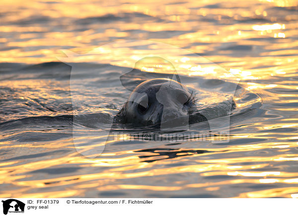 Kegelrobbe / grey seal / FF-01379