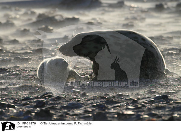 Kegelrobben / grey seals / FF-01876
