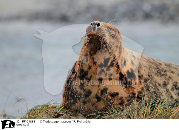 Kegelrobbe / grey seal / FF-01888
