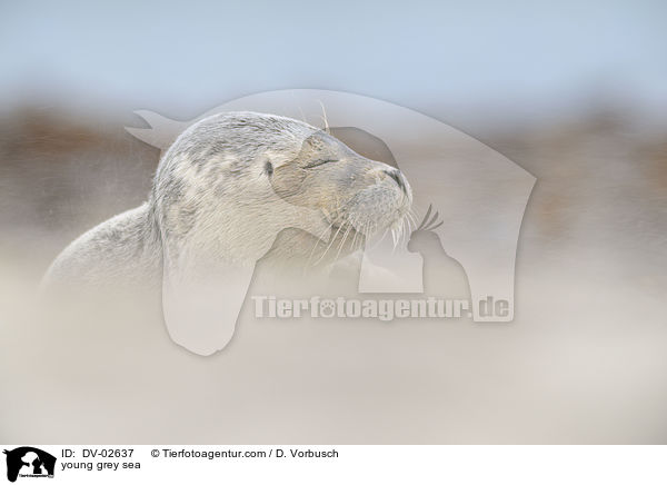 junge Kegelrobbe / young grey sea / DV-02637