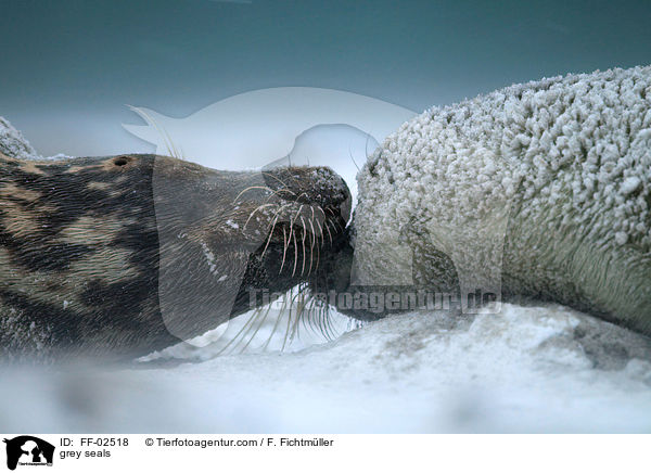 Kegelrobben / grey seals / FF-02518