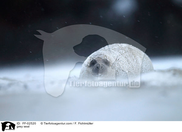 Kegelrobbe / grey seal / FF-02520