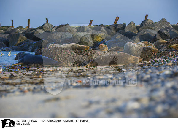 Kegelrobben / grey seals / SST-11922