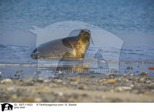 Kegelrobbe / grey seal / SST-11923