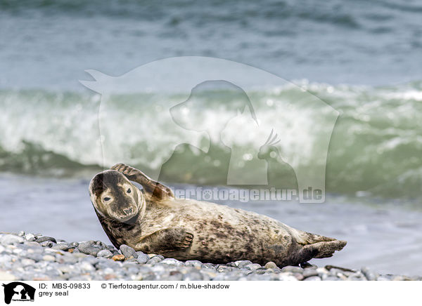 Kegelrobbe / grey seal / MBS-09833