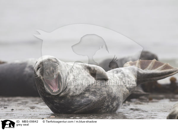 Kegelrobbe / grey seal / MBS-09842