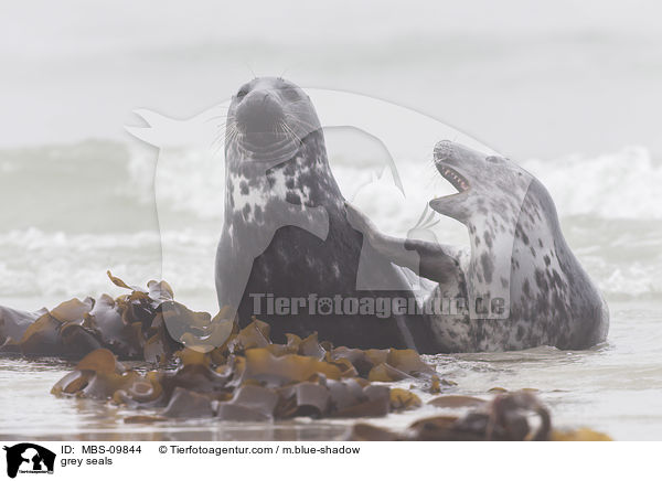 Kegelrobben / grey seals / MBS-09844