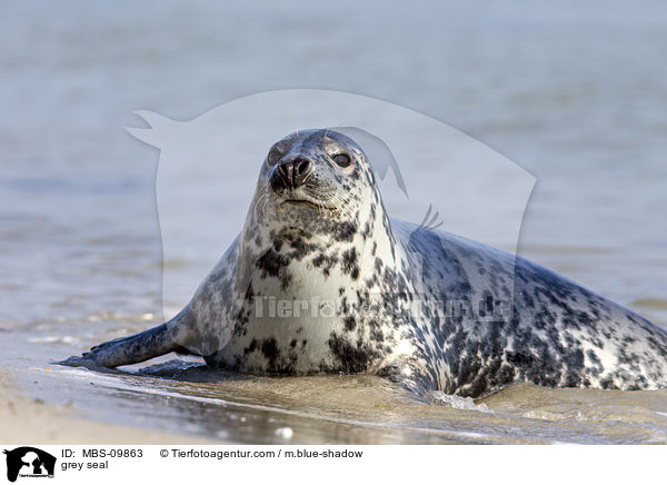 Kegelrobbe / grey seal / MBS-09863