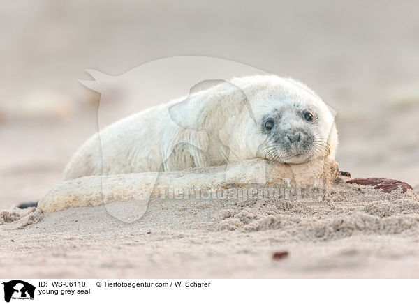 Robbenbaby / young grey seal / WS-06110