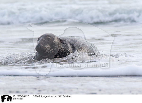 Kegelrobbe / grey seal / WS-06126