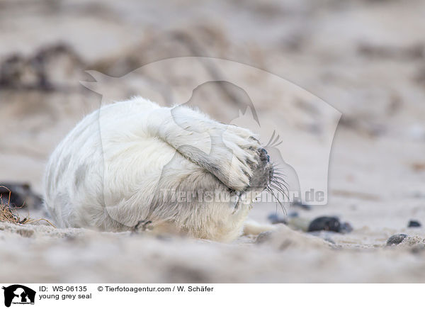 Robbenbaby / young grey seal / WS-06135