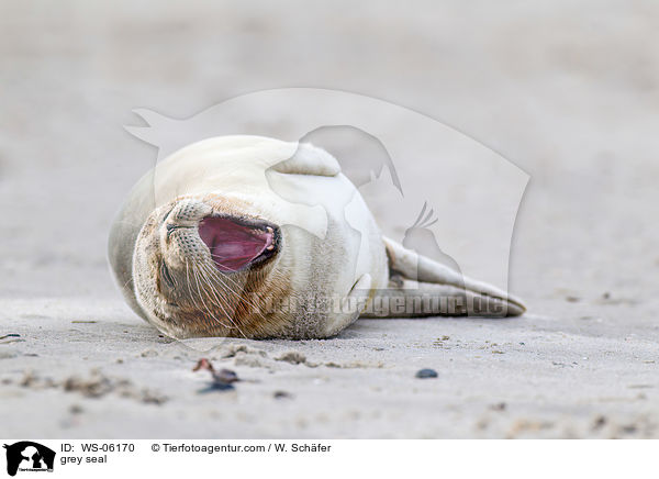 Kegelrobbe / grey seal / WS-06170