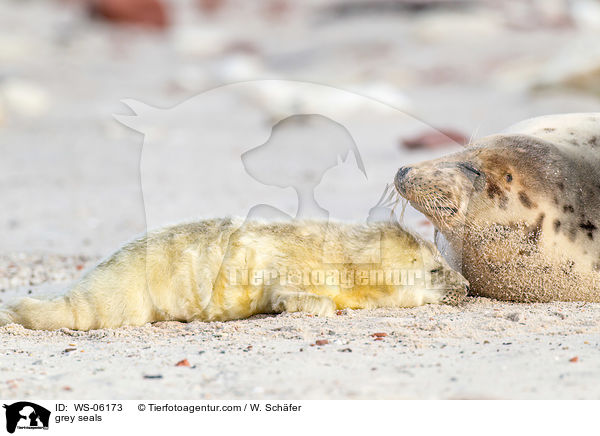 Kegelrobben / grey seals / WS-06173