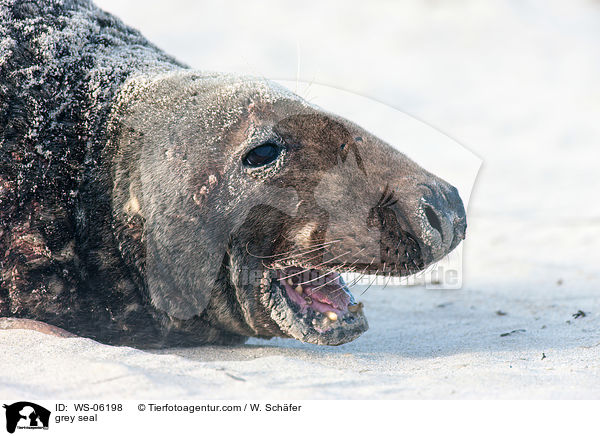 Kegelrobbe / grey seal / WS-06198