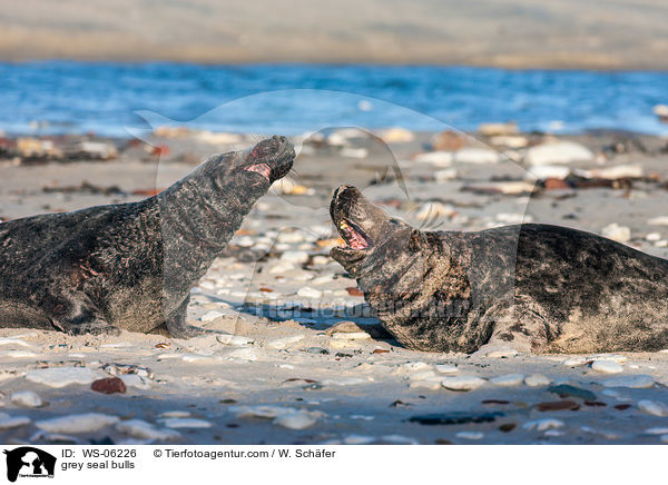 Robbenbullen / grey seal bulls / WS-06226