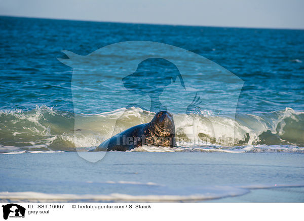 Kegelrobbe / grey seal / SST-16067
