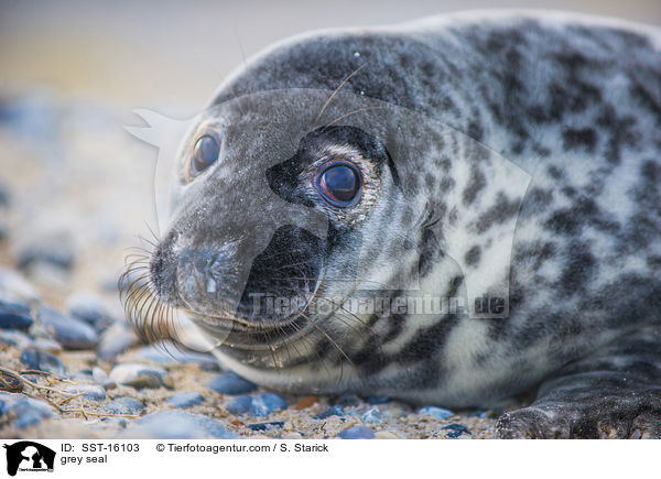 Kegelrobbe / grey seal / SST-16103