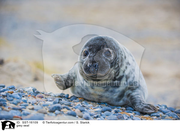 Kegelrobbe / grey seal / SST-16109