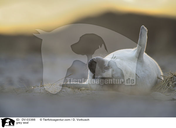 Kegelrobbe / grey seal / DV-03366
