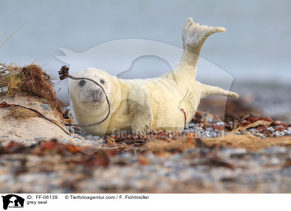 Kegelrobbe / grey seal / FF-06139