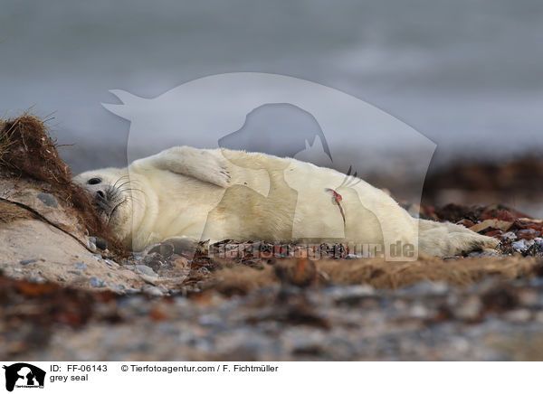 Kegelrobbe / grey seal / FF-06143