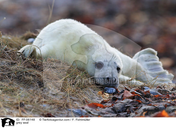 Kegelrobbe / grey seal / FF-06148