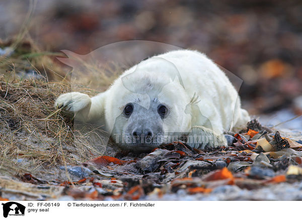 Kegelrobbe / grey seal / FF-06149