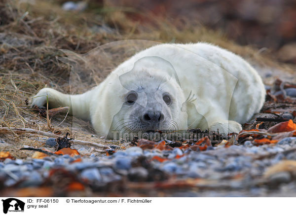 Kegelrobbe / grey seal / FF-06150