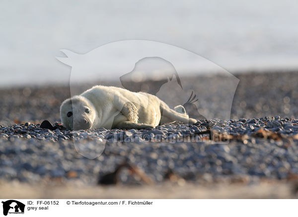 Kegelrobbe / grey seal / FF-06152
