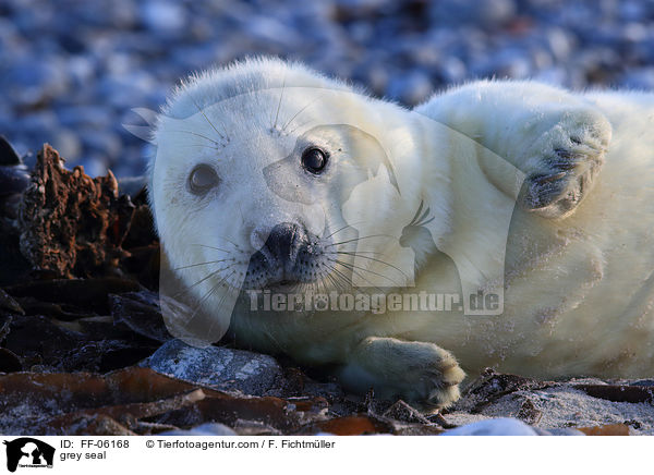 Kegelrobbe / grey seal / FF-06168