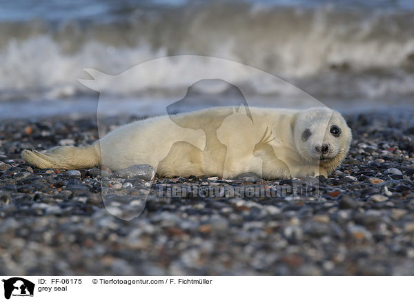 Kegelrobbe / grey seal / FF-06175