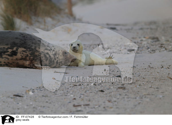 Kegelrobben / grey seals / FF-07428